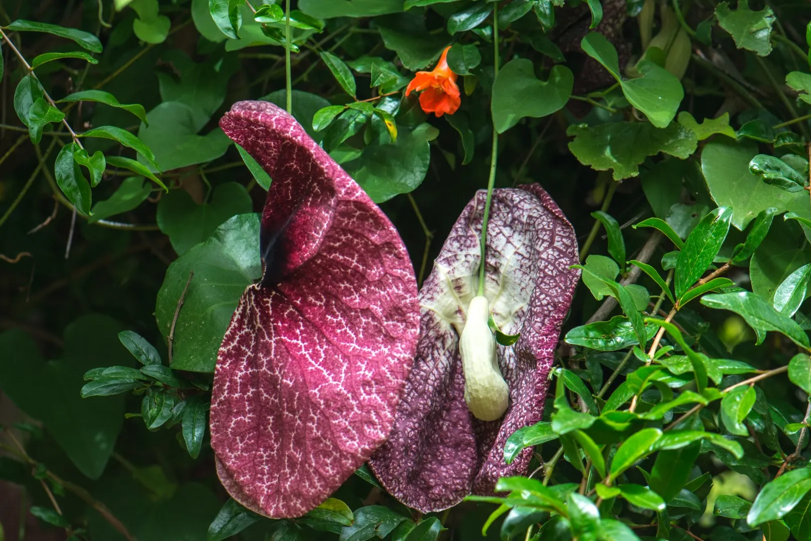 botanical-park-of-crete-gallery-7